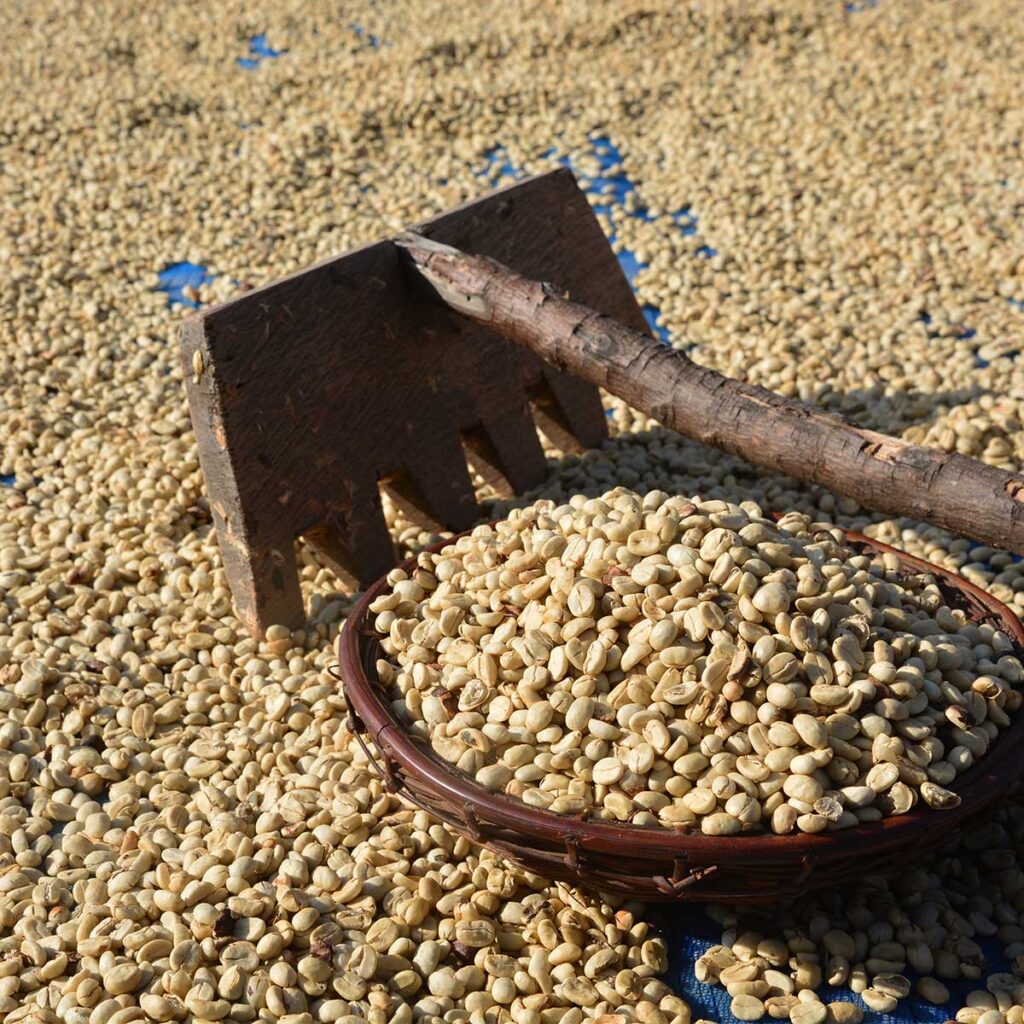 印度AB級羅種 (Indian Parchment AB)咖啡豆日曬處理方法。