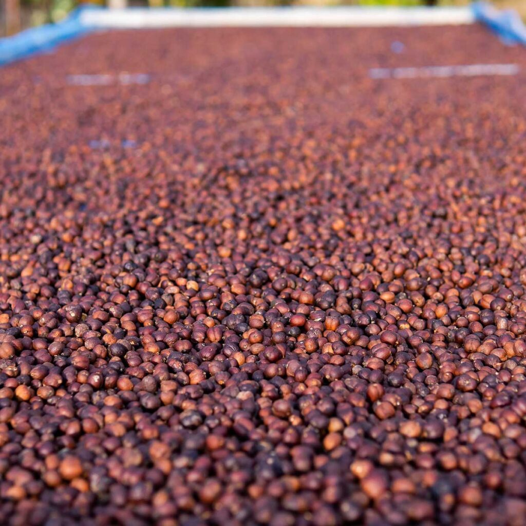 Coffee sun drying in Kerala