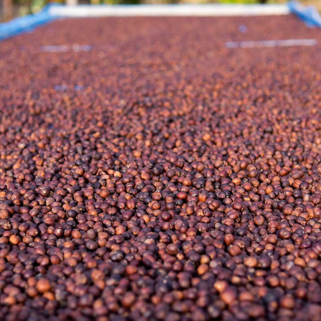 coffee sun drying kerala 喀拉拉邦的咖啡晒干
