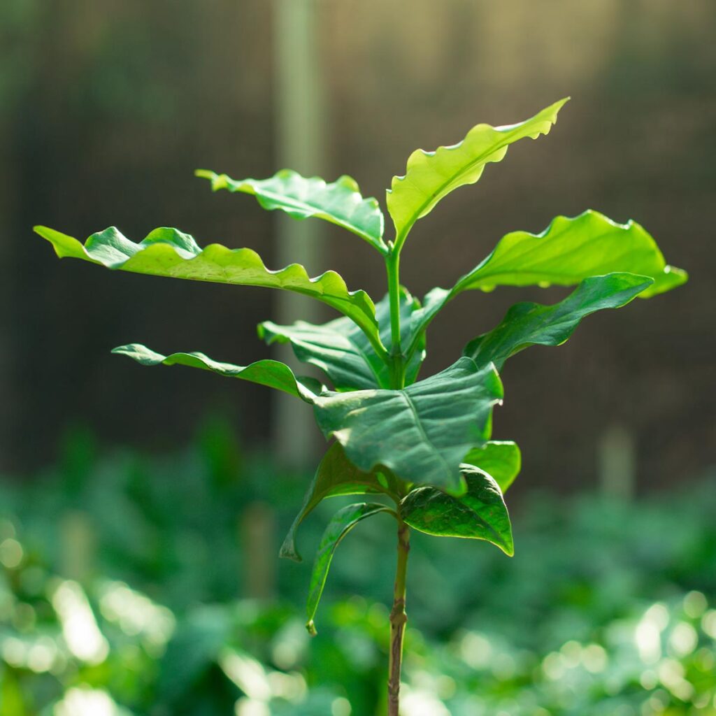 咖啡树植物