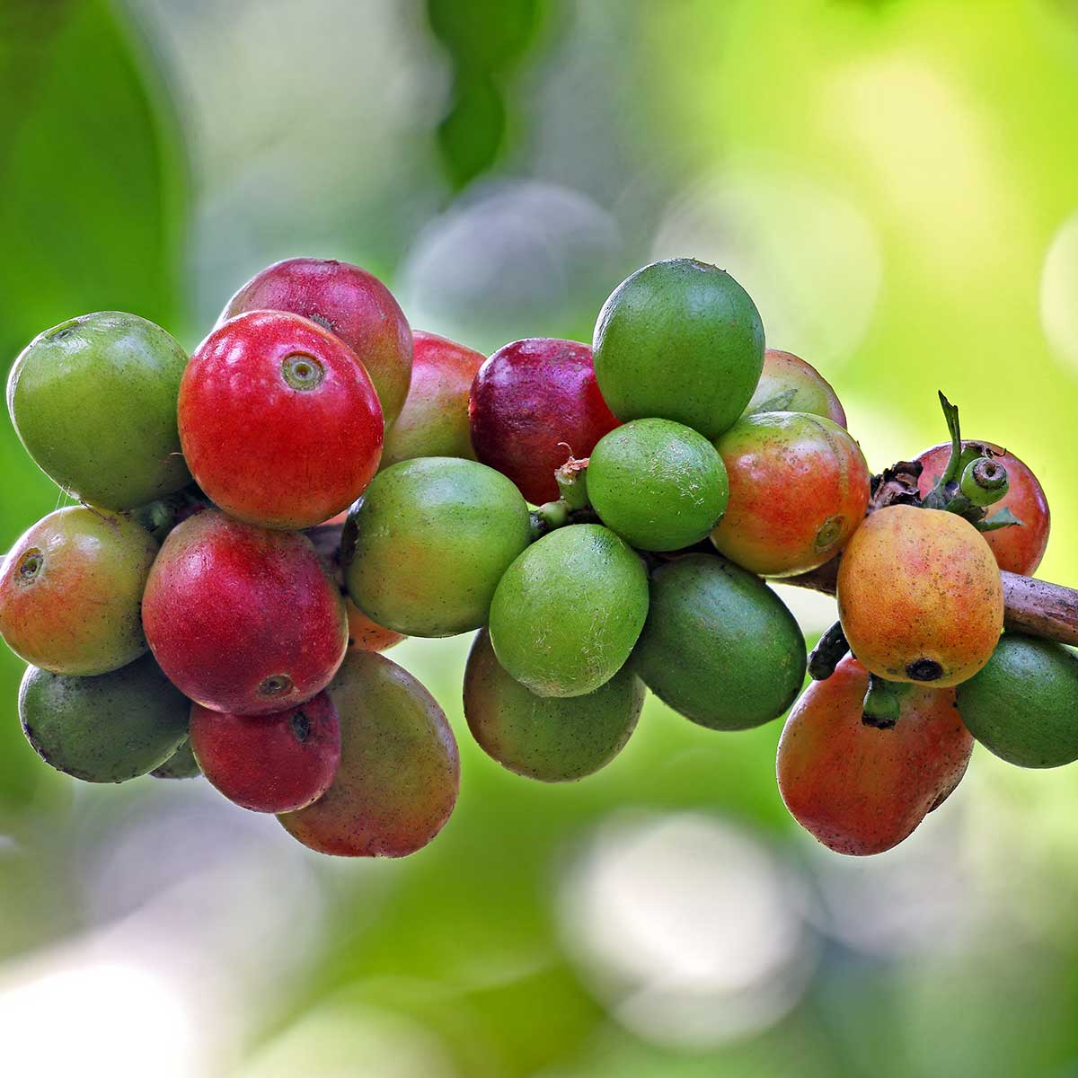Indian Cherry Kaffeebohnen Kerala