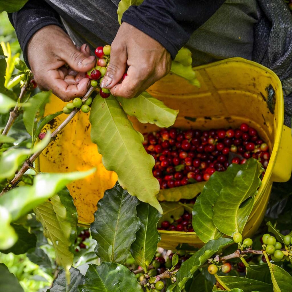 印度AB級羅種 (Indian Parchment AB)咖啡豆人手採摘。
