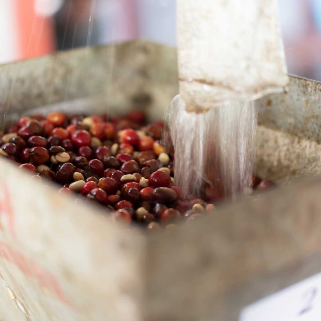 印度AB級羅種 (Indian Parchment AB)咖啡豆水洗處理。